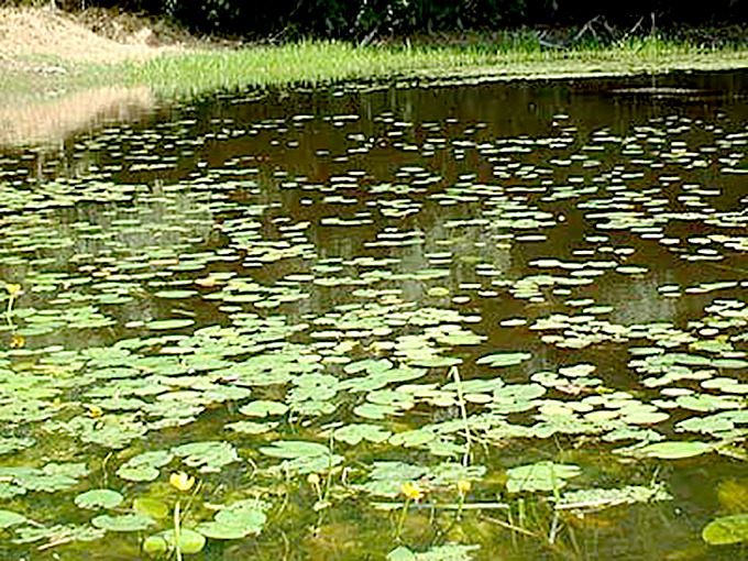 kouhonenohakeruike.jpg