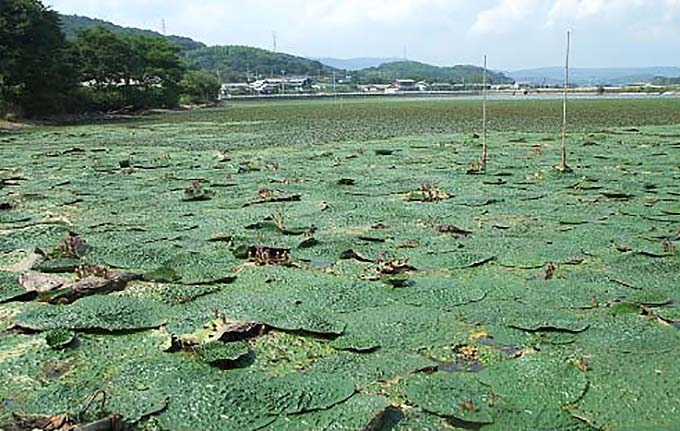 往年の剛竿！進化したオフトの最強モデル「猛強」: 雷魚タックルを熱くならずに語るブログ