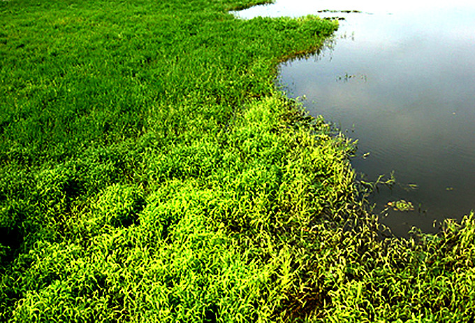 ジェリービーンJr.で小技を効かせて！ ラッティーツイスター ジェリー
